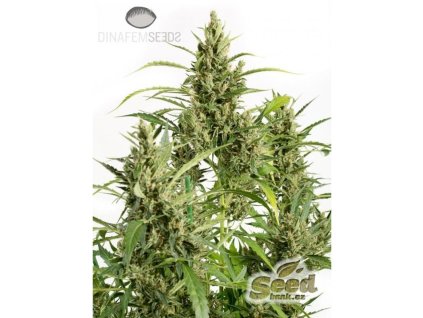 55063 1 dinafem original amnesia autoflowering feminizovana semena konopi samonakvetaci