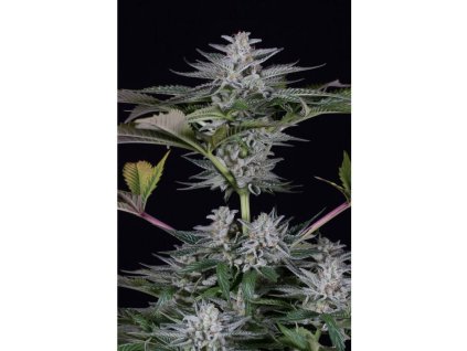 55072 1 dinafem ocean grown cookies feminizovana semena konopi