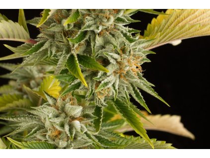 55075 dinafem og kush feminizovana semena konopi