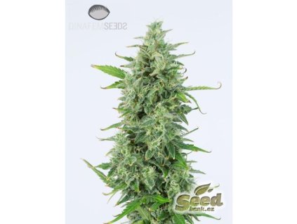 55078 1 dinafem og kush auto feminizovana semena konopi samonakvetaci
