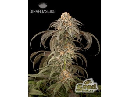 55087 1 dinafem purple afghan kush feminizovana semena konopi