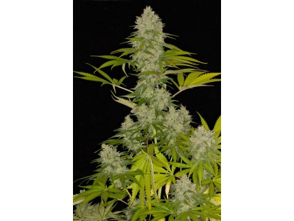 55090 dinafem power kush feminizovana semena konopi