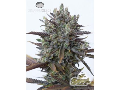 55096 1 dinafem purple orange cbd feminizovana semena konopi