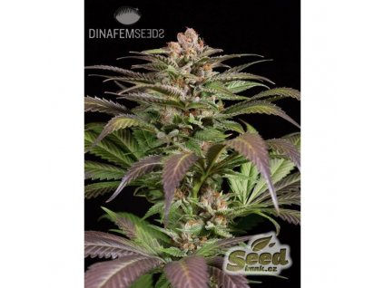 55099 1 dinafem purps 1 feminizovana semena konopi