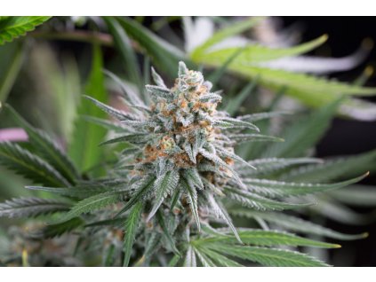 55102 dinafem quick critical feminizovana semena konopi