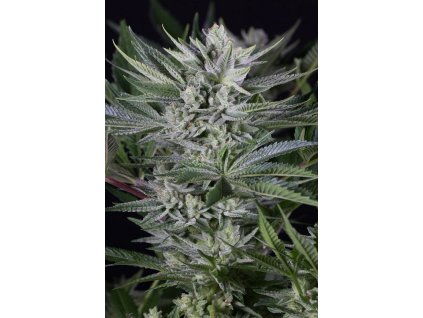 55105 dinafem quick gorilla feminizovana semena konopi