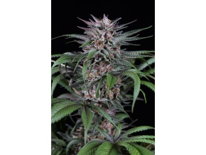 55108 dinafem quick kush feminizovana semena konopi