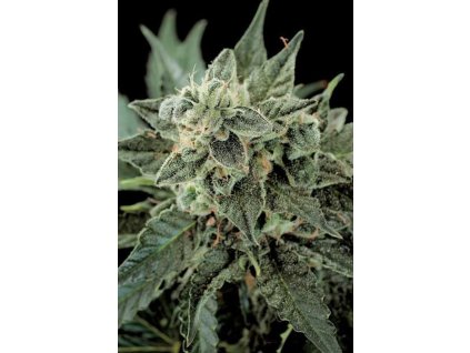822 dinafem roadrunner automatic 2 feminizovana autoflowering