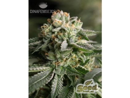 55117 1 dinafem remo chemo feminizovana semena konopi