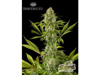 55120 1 dinafem royale haze feminizovana semena konopi