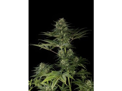 837 dinafem super critical haze feminizovana