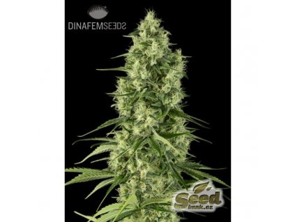 55132 2 dinafem santa sativa feminizovana semena konopi