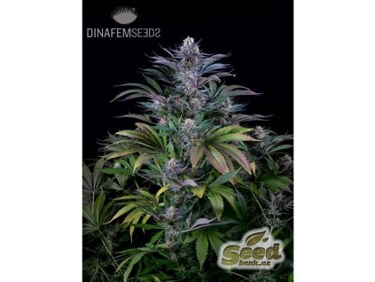 55138 2 dinafem super silver feminizovana semena konopi