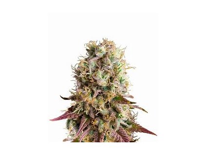 55141 1 dinafem strawberry amnesia feminizovana semena konopi