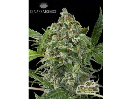55144 2 dinafem white cheese autoflowering feminizovana semena konopi samonakvetaci