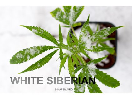 55147 dinafem white siberian feminizovana semena konopi