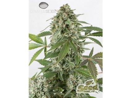 55153 1 dinafem white widow autoflowering feminizovana semena konopi samonakvetaci