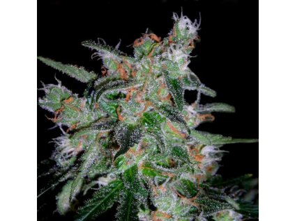 55165 1 dna genetics 60 day lemon feminizovana semena konopi samonakvetaci