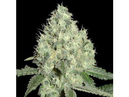 55171 1 dna genetics limitovana edice 91 krypt regulerni semena konopi