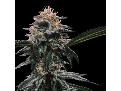 55180 2 dna genetics banana sorbet feminizovana semena konopi