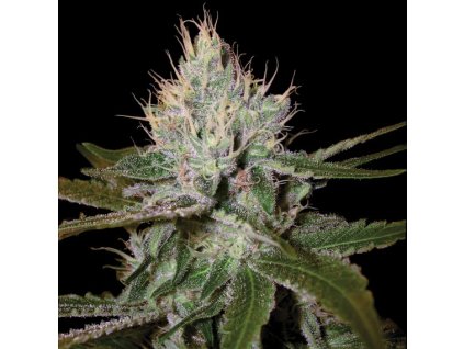 55186 3 dna genetics cannalope haze feminizovana semena konopi