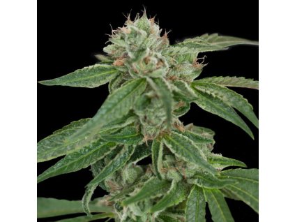 55195 dna genetics crocketts confidential regulerni semena konopi