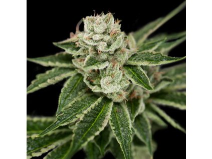 55198 1 dna genetics crocketts dawg regulerni semena konopi