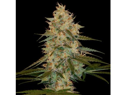 55201 3 dna genetics chocolope feminizovana semena konopi