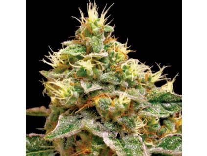 55216 1 dna genetics confidential cheese feminizovana semena konopi