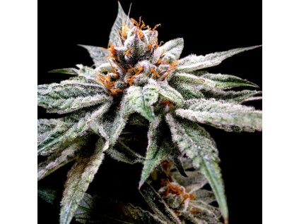 55231 1 dna genetics dj s gold feminizovana semena konopi