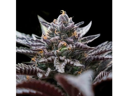 55234 2 dna genetics double stuffed sorbet feminizovana semena konopi
