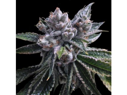 55240 2 dna genetics el fuego auto feminizovana semena konopi samonakvetaci