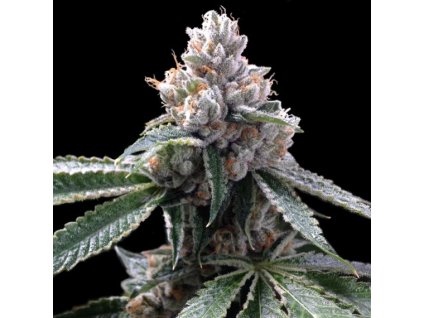 55252 1 dna genetics florida lemons feminizovana semena konopi