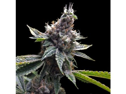 55255 1 dna genetics florida og feminizovana semena konopi