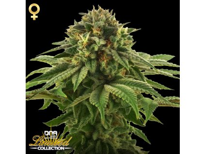 55258 dna genetics limitovana edice grape la feminizovana semena konopi