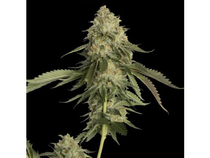 55261 2 dna genetics golden berry feminizovana semena konopi