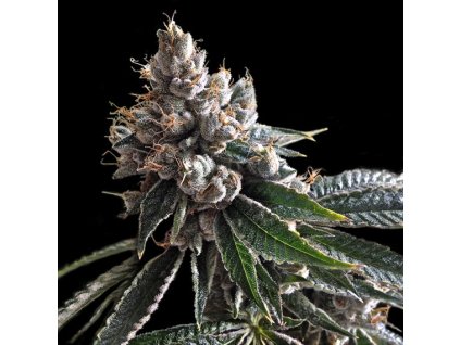 55264 1 dna genetics golden lemons feminizovana semena konopi