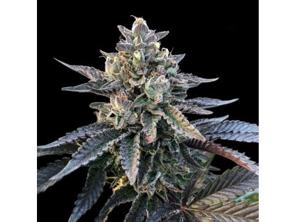 55267 4 dna genetics gelato sorbet feminizovana semena konopi