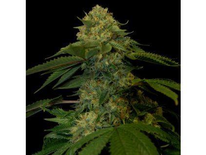 55273 3 dna genetics holy grail kush feminizovana semena konopi