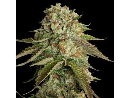 55288 5 dna genetics kosher kush regulerni semena konopi