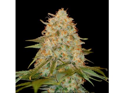 55303 3 dna genetics la chocolat feminizovana semena konopi