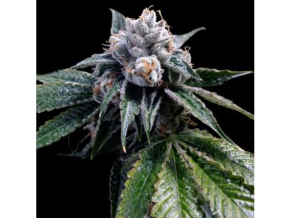 55315 1 dna genetics lemon walker feminizovana semena konopi