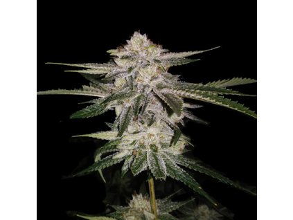 55318 3 dna genetics miss usa feminizovana semena konopi