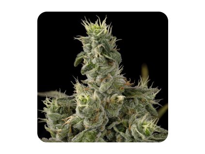 55321 1 dna genetics nicole kush feminizovana semena konopi