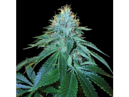 55324 1 dna genetics the og 18 feminizovana semena konopi