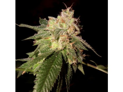 55327 1 dna genetics og kush feminizovana semena konopi
