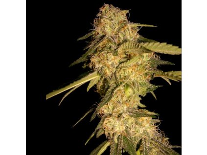 55336 1 dna genetics recon feminizovana semena konopi