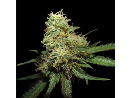 55339 1 dna genetics r k s feminizovana semena konopi