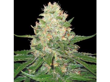 55342 1 dna genetics rocklock feminizovana semena konopi