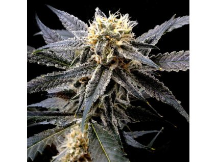 55348 2 dna genetics strawberry banana feminizovana semena konopi